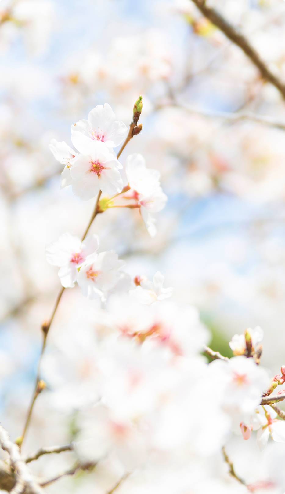 桜の風景画像