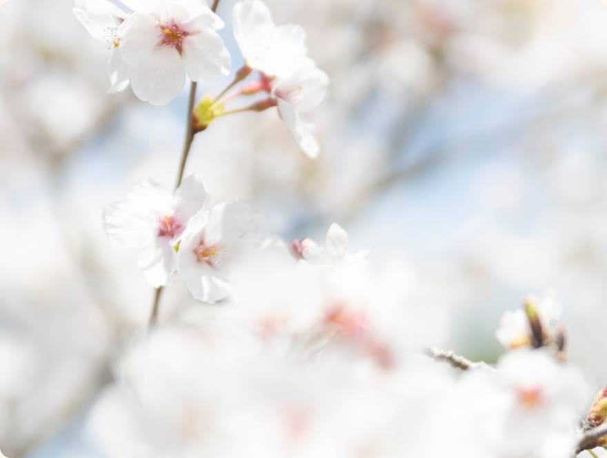 桜の風景写真