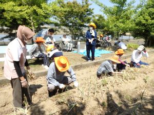 令和4年タマネギ収穫