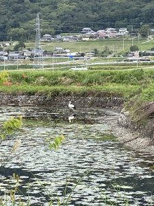 コウノトリ飛来！