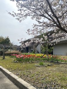 さくら咲く！
