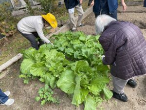 かめ畑の小松菜を収穫しました！！
