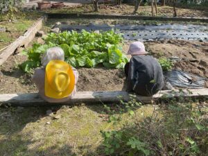 その後のかめ畑②