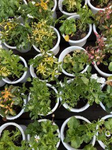 11月30日　ウッドデッキで寄せ植えを楽しみました