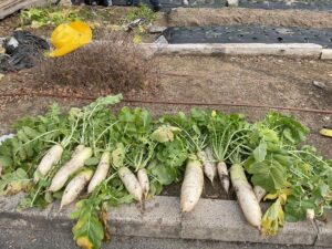 冬のイベントとカメ畑